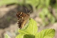 Le Tircis (Lpidoptre - Nymphalidae - Pararge aegeria)